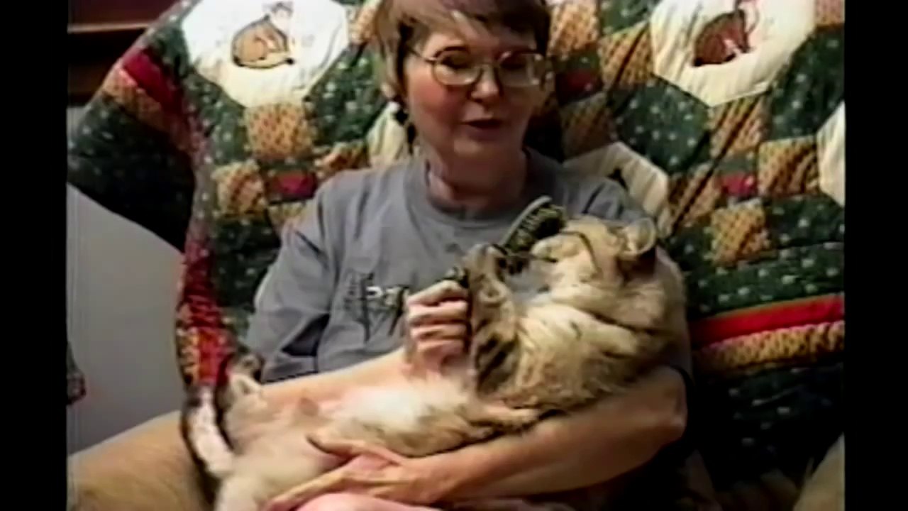 Cat Brushes Herself