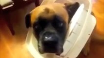 勝康子の【犬の面白動画】イタズラがばれて叱られるワンちゃん達