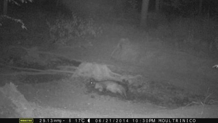 Sanglier se roule énergiquement dans un reste de boue