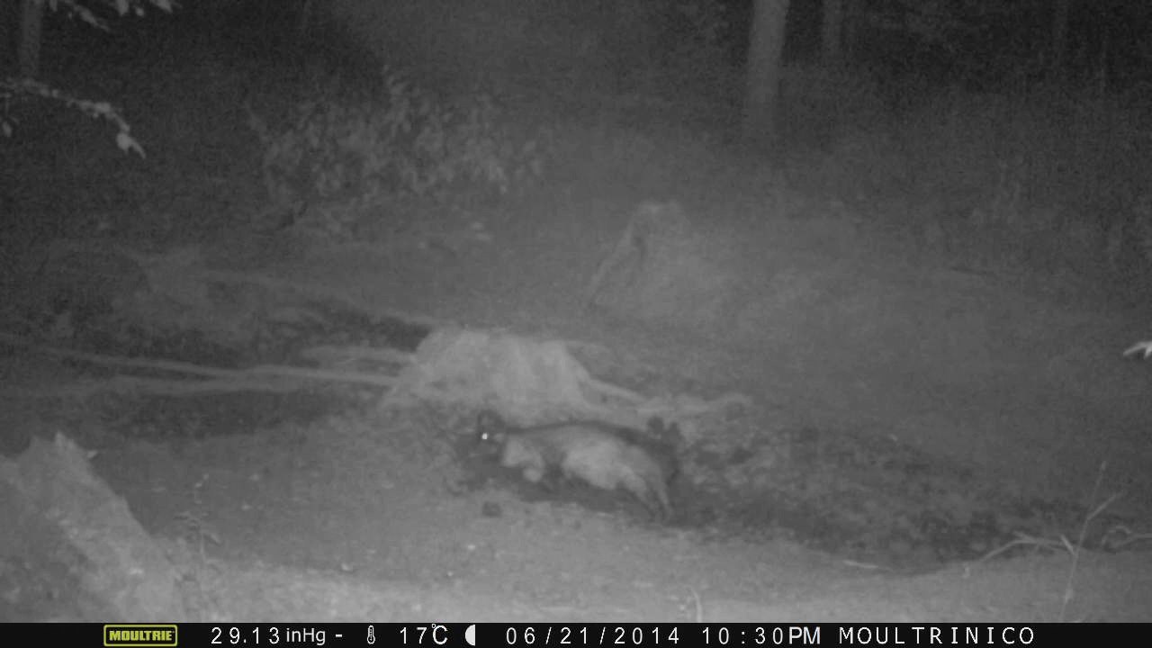 Sanglier se roule énergiquement dans un reste de boue