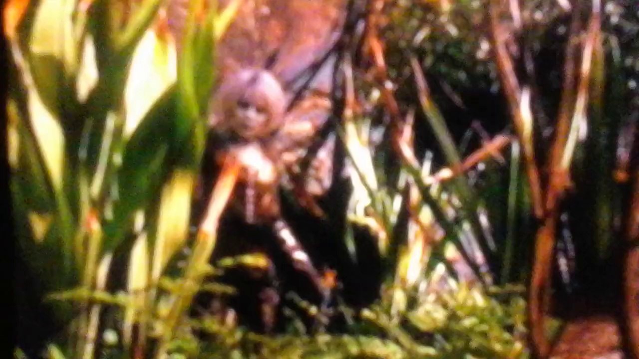 See satan ( Straight god) invasion of garden of eden of god