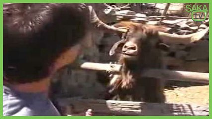 İnsan Gibi Tepki Veren Keçi