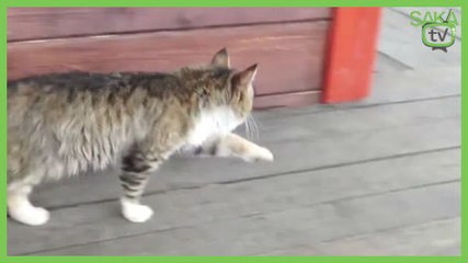 Tören Adımı İle Yürüyen Kedi