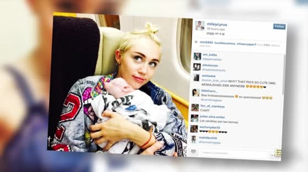 Schau dir Miley Cyrus' neues Schweinchen Bubba Sue an