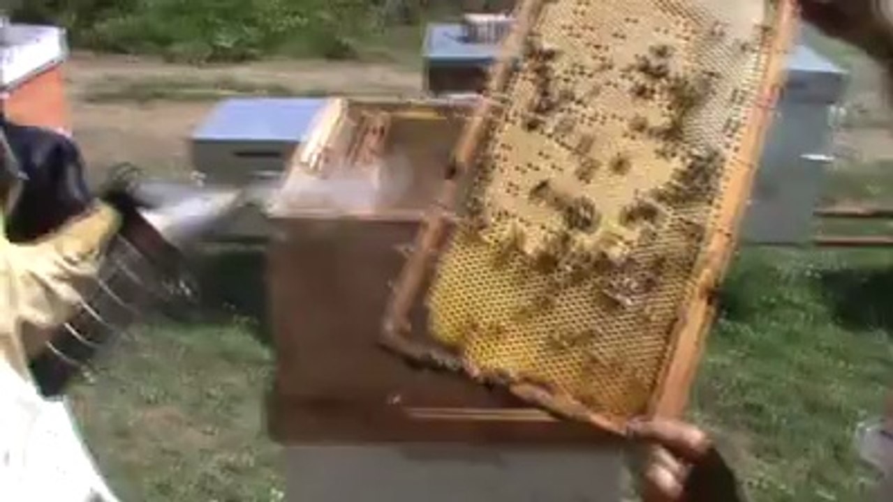 Geyve Kazımpaşa okulu  öğretmenleri BAL SAĞIM VİDEOSU 2-geyvemedya