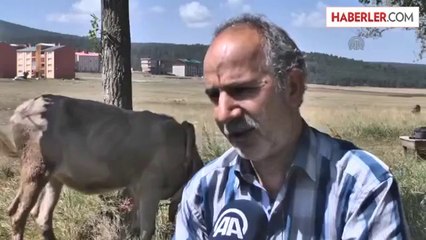 6 ayaklı düve görenleri şaşırttı -