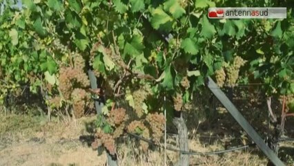 TGSRV11ago_coldiretti_vendemmia_2014.mp4 TG 11.08.14