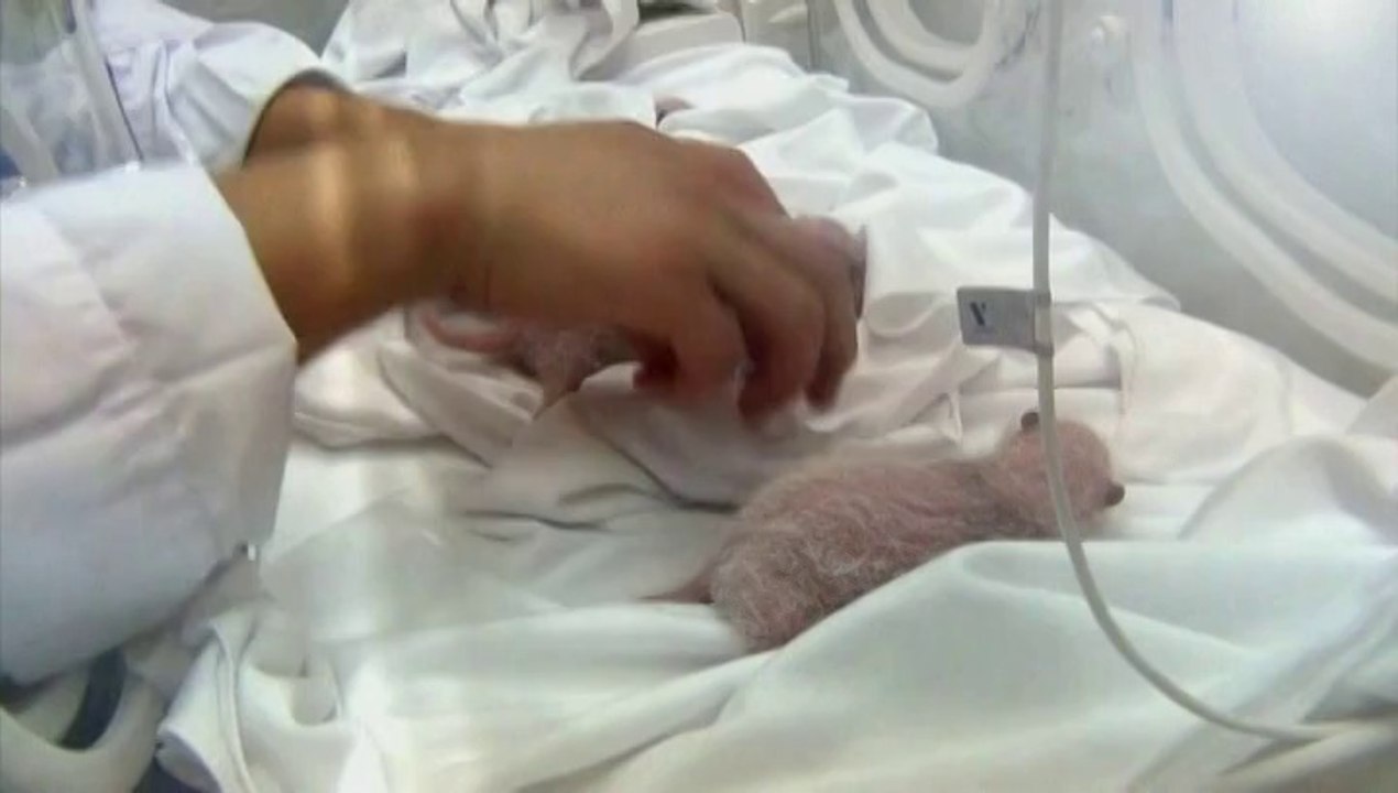 Les premiers triplés pandas du monde naissent en Chine