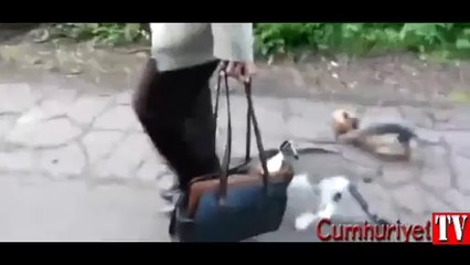 İlk kez dışarı çıkarılan kedi