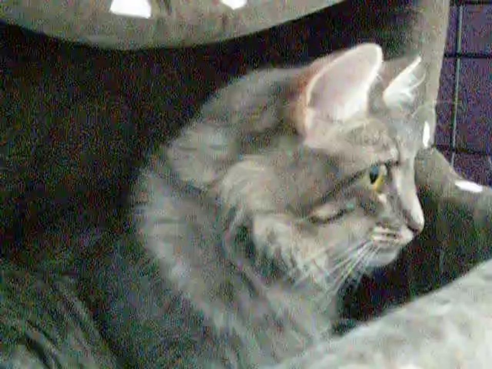 Chatons Harmonie deux jours