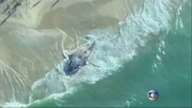 Une baleine de 35 tonnes échouée à Rio