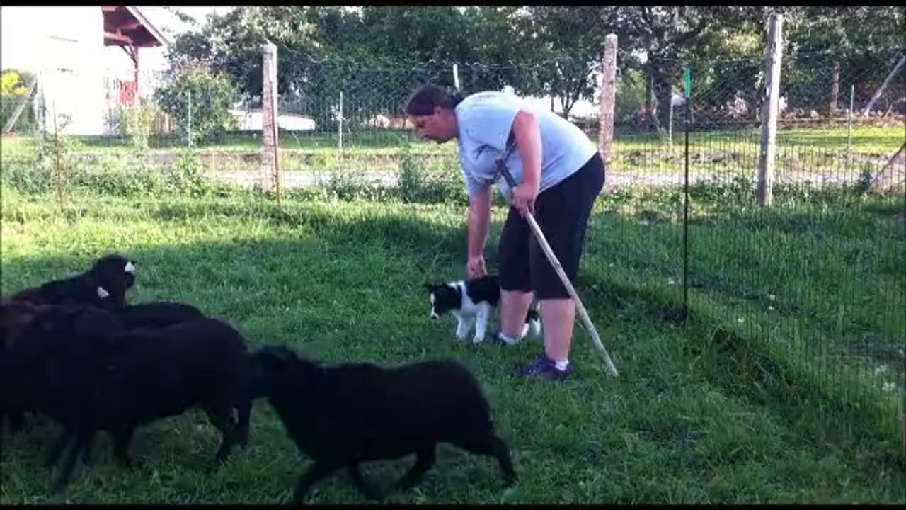 Jump premier contact avec les moutons
