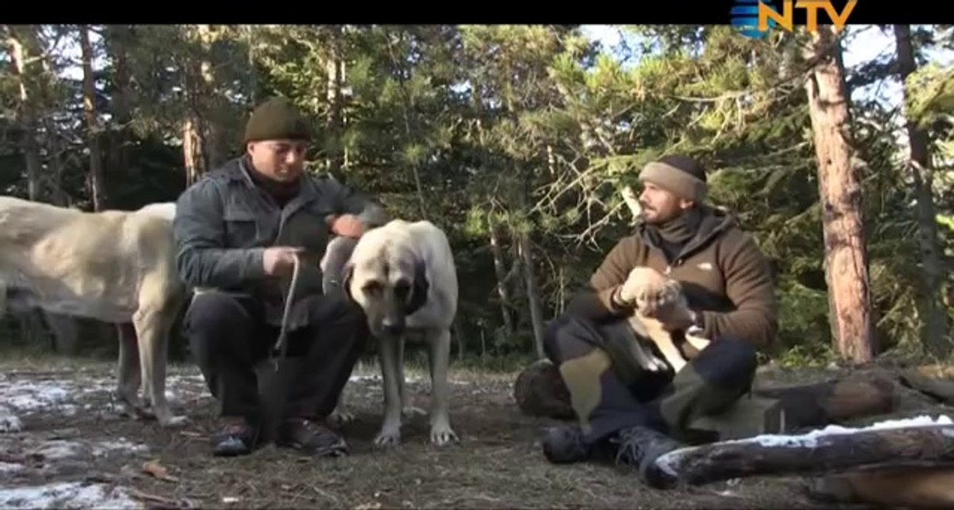 Serdar Kılıç Doğada Tek Başına ''Dağ Evi'' 2. bölüm