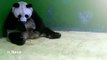 Chine : naissance de triplés pandas dans un zoo de Guangzhou