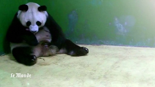 Chine : naissance de triplés pandas dans un zoo de Guangzhou