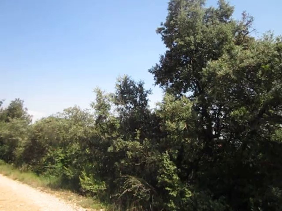 CHANT cigales 0 GICON