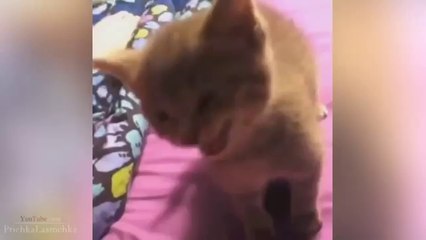 Pranks - Gags - Win - Fail.240