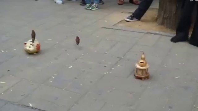 Des oiseaux font la manche dans la rue (Chine)
