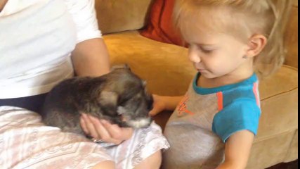 Adorable 2-year-old meets newborn puppy -