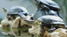 Bay Area SPCA Staffers Worried About Turtle Pets Thanks To 'Teenage Mutant Ninja Turtles'