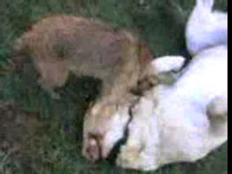 Mes chiens-chiens s'amusent