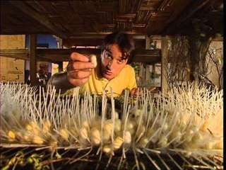 C'est pas sorcier - Papillons