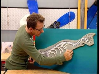 C'est pas sorcier -PHOQUES ET OTARIES : à qui la palme ?