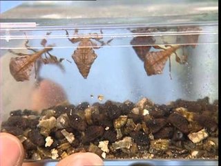 C'est pas sorcier -  FACE AUX PHASMES : DE DROLES D'INSECTES