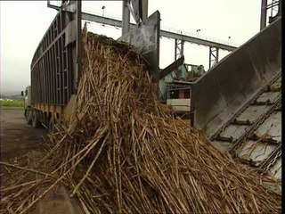 C'est pas sorcier -CANNE A SUCRE