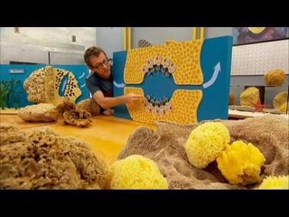 C'est pas sorcier - Les sorciers passent l'éponge... marine!