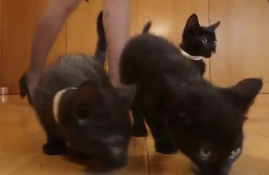 British Airways va calmer ses passagers avec des chatons et des chiens