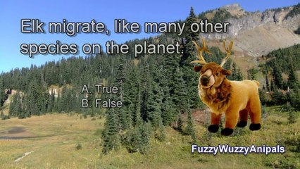 Elk Animal Quiz