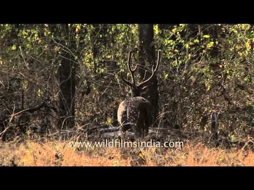 Herd of Cheetal deer graze on grassland in Bandipur National Park