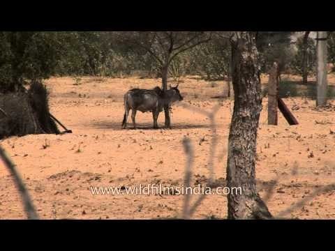 Thatched mud hut under construction