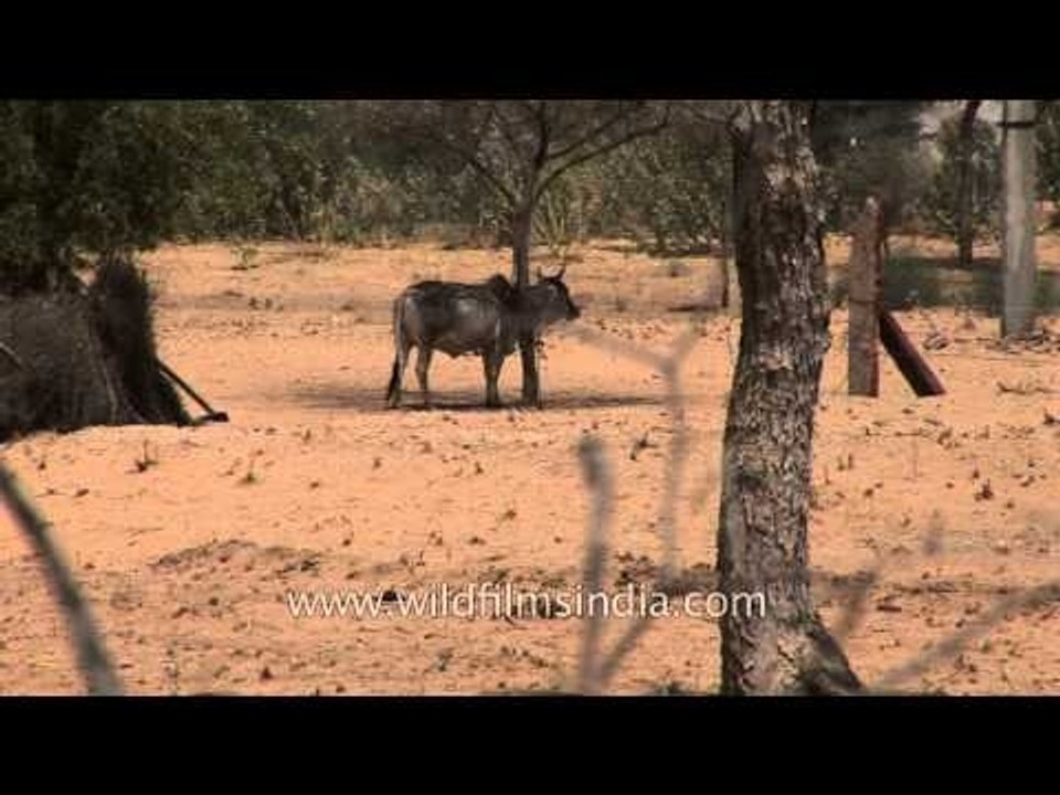 Thatched mud hut under construction
