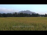 Rice fields in Kashmir