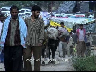 下载视频: Pilgrims on way to the holy shrine of Amarnath