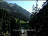 En route Amarnath, Pahalgam valley covered with conifer trees and green meadows