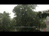 Green tree branches under the falling rain - Delhi