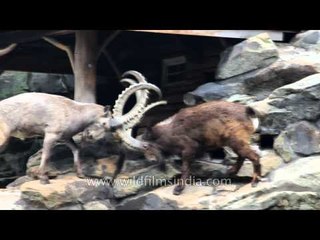European Ibex locking horns