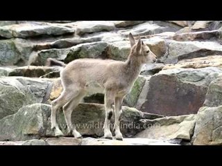 Cute little baby Ibex rubs its new horns