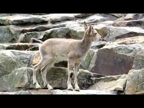 Cute little baby Ibex rubs its new horns