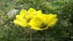 Massive Ranunculus Buttercup or Adonis flowers in Kashmir