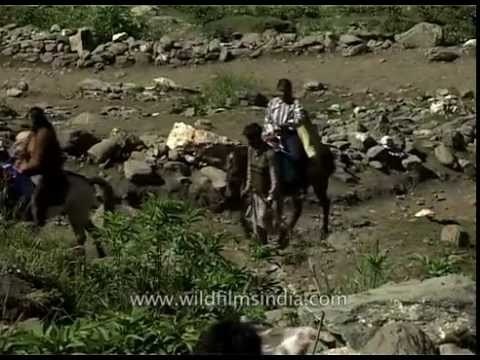Hindu pilgrims use ponies to reach Amarnath Temple