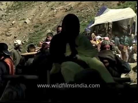 Pilgrims carried on palanquins on way to Amarnath