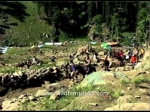 Pilgrims ride on ponies on a hill on their way to the Amarnath cave
