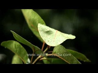 Monsoon rain falls on green leaves - Delhi