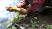 Angler cleans trout after catch in Kashmir: even after cutting, fish writhes in agony