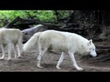 Wolves baring their fangs, wolf pack dynamics