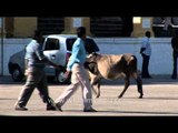 Cows on the streets of India: human rules don't apply to us!